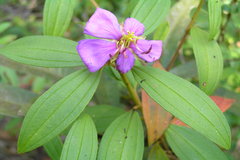 Melastoma malabathricum